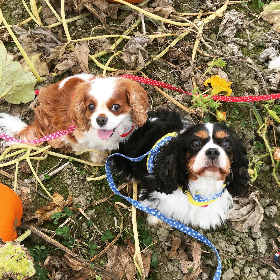 holly-pumpkin-patch