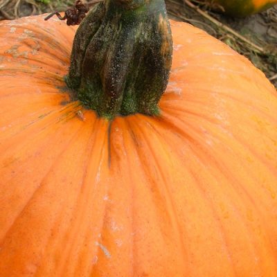 How to Roast a Pumpkin for Baking….