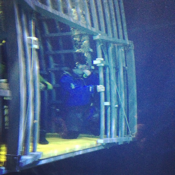 Shark Cage Diving