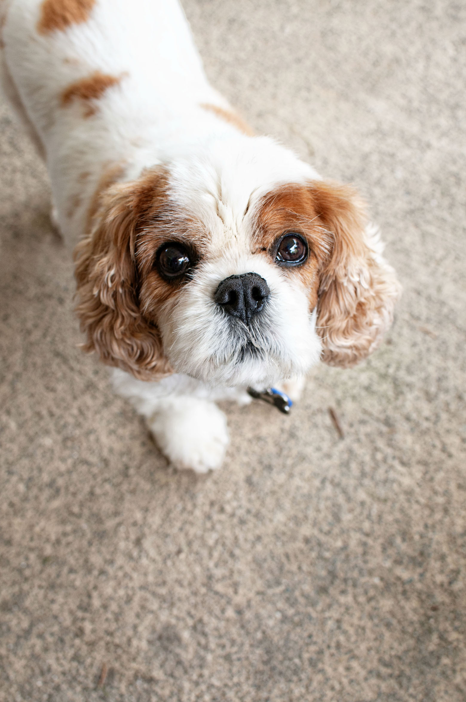 Cavalier King Charles Spaniel