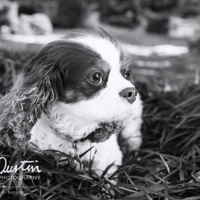 End of Life Plans for Pets