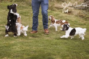 PNW Spaniel Squad