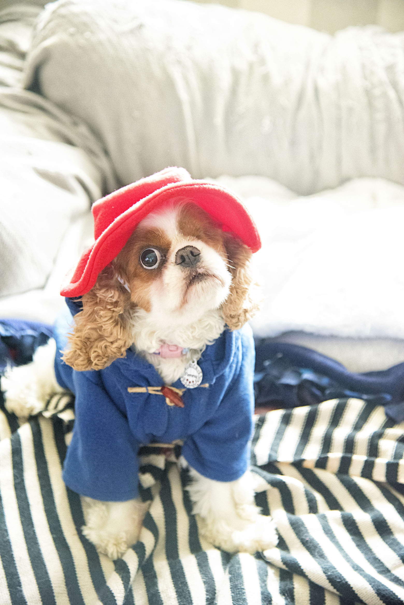 Penny as Paddington