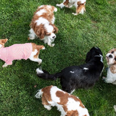 Help Support the PNW Spaniel Squad