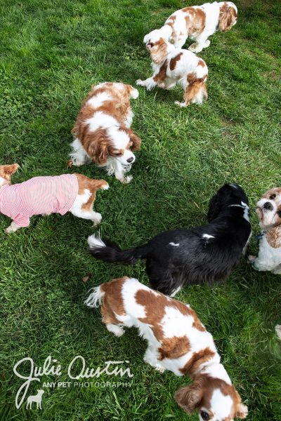 Help Support the PNW Spaniel Squad