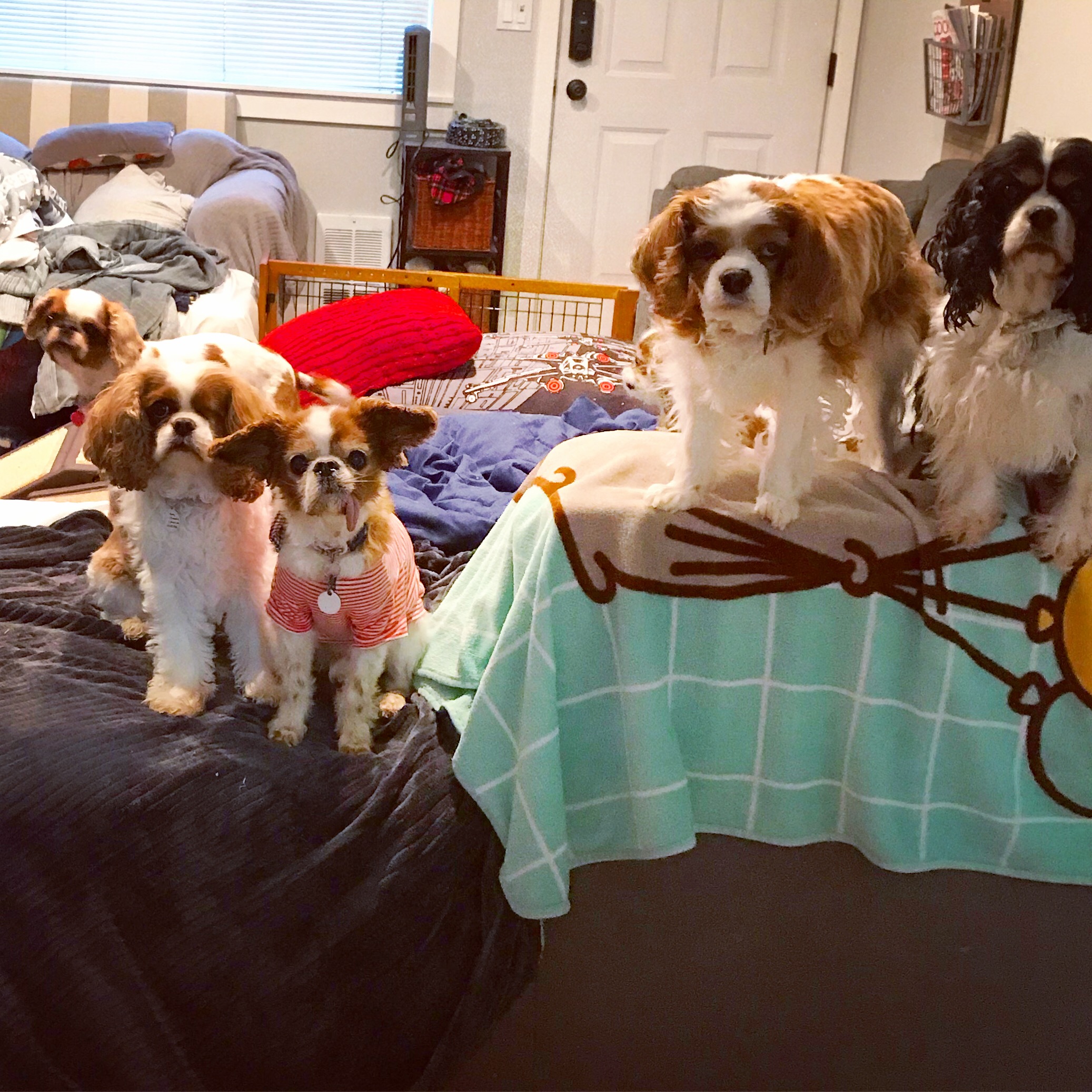 PNW Spaniel Squad