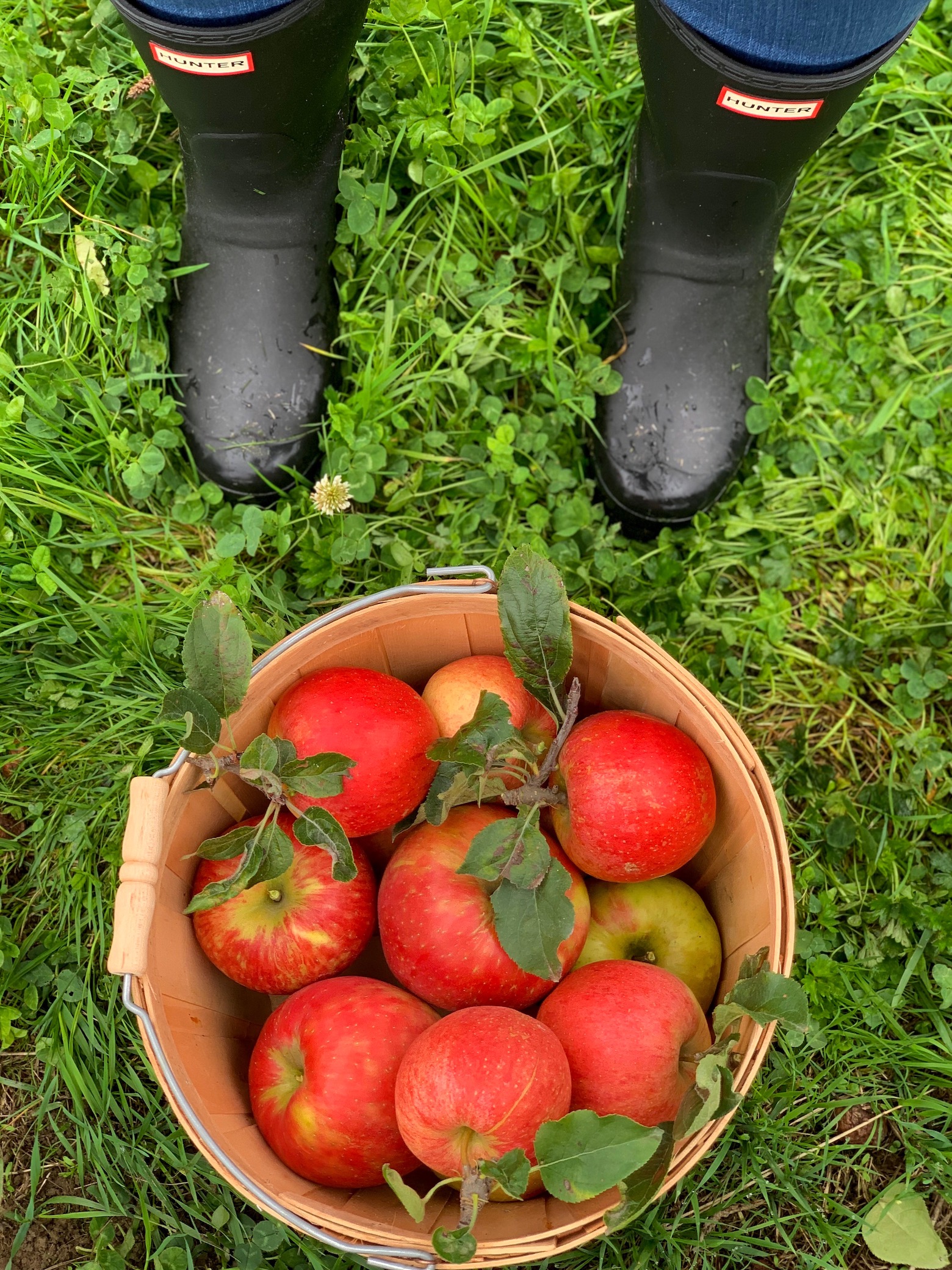 Apple Picking