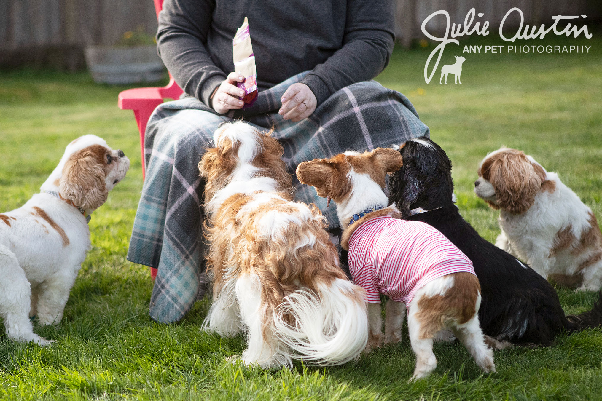 PNW Spaniel Squad