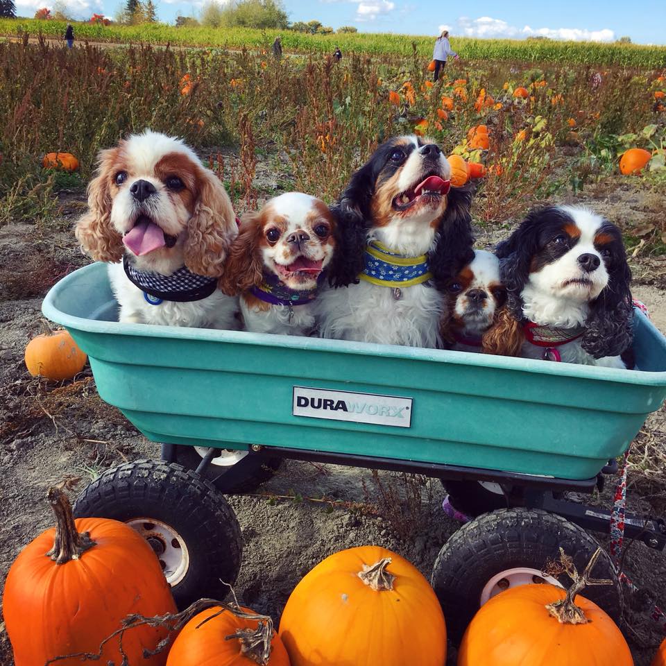 Dogs at Pumpkin Patch