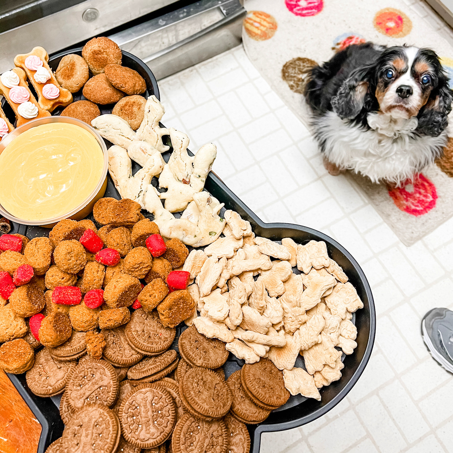 Daisy staring at the Dog Char-Treat-Erie Board in the kitchen.