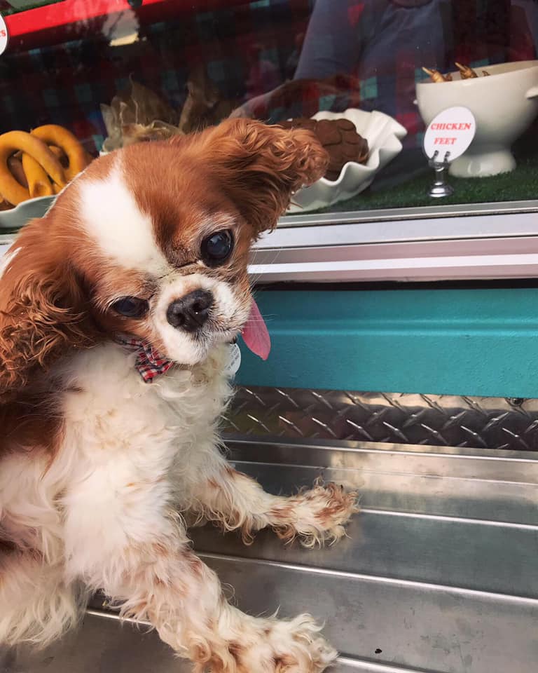 Banjo placing his order at the treat truck.