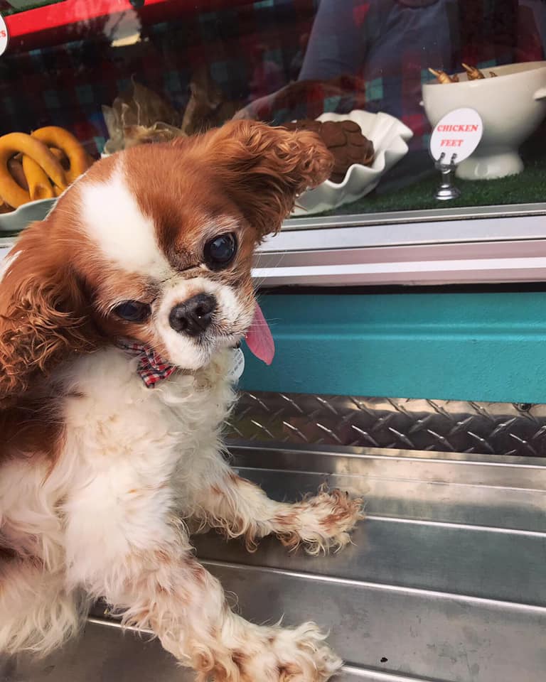 Banjo placing his order at the treat truck. 