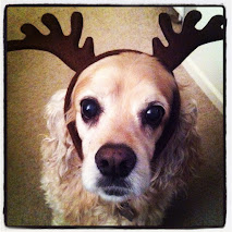 Cocker Spaniel in reindeer antlers.