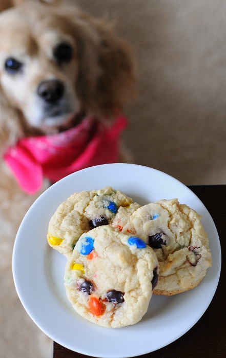 Dog blurred out in background staring at plate of m and m cookies.