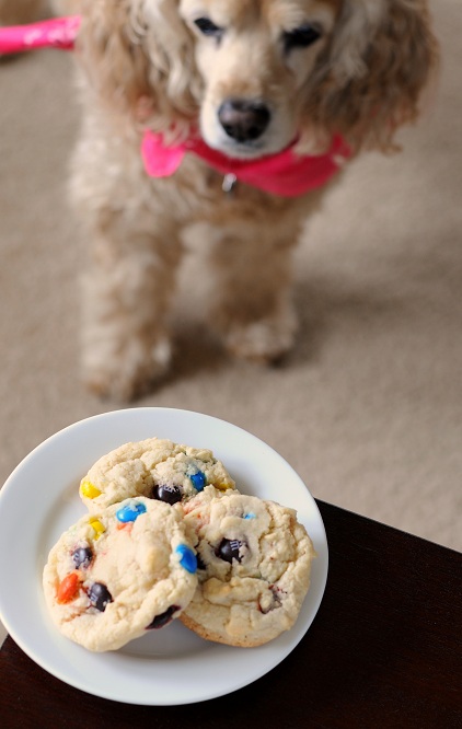 Dog staring down at a plate of M and M cookies. 