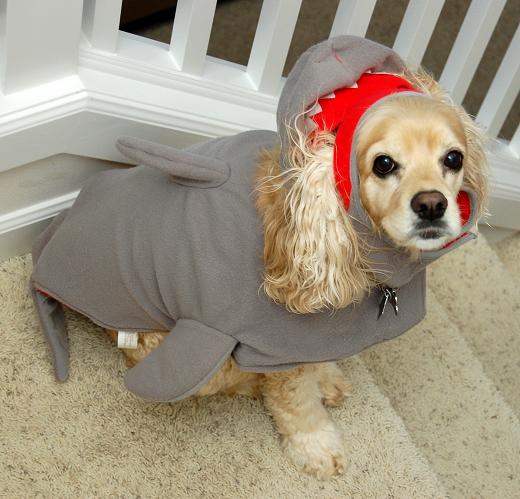 Cocker Spaniel dressed as a shark