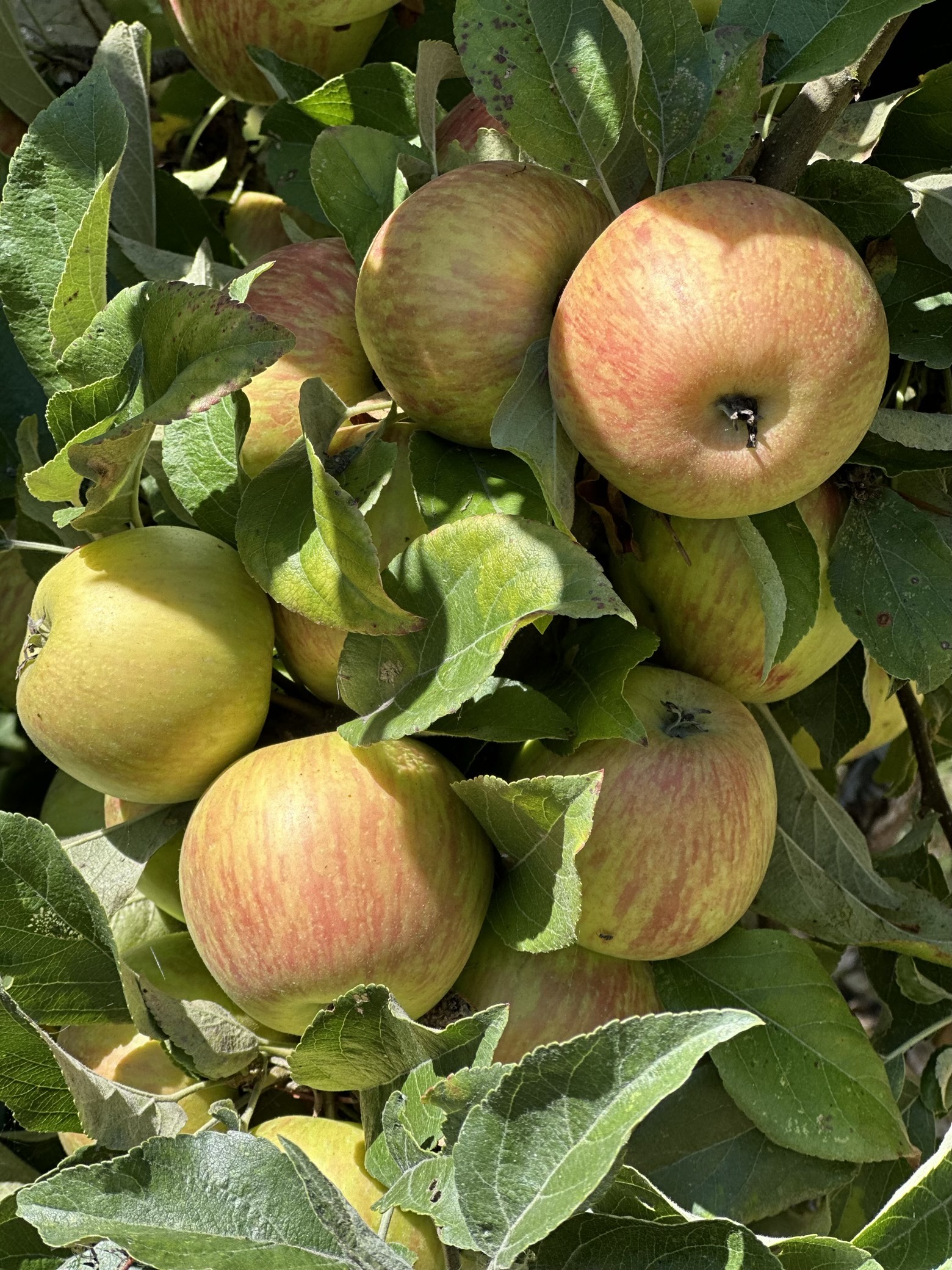 Close up of a bunch of apples on a apple tree. 