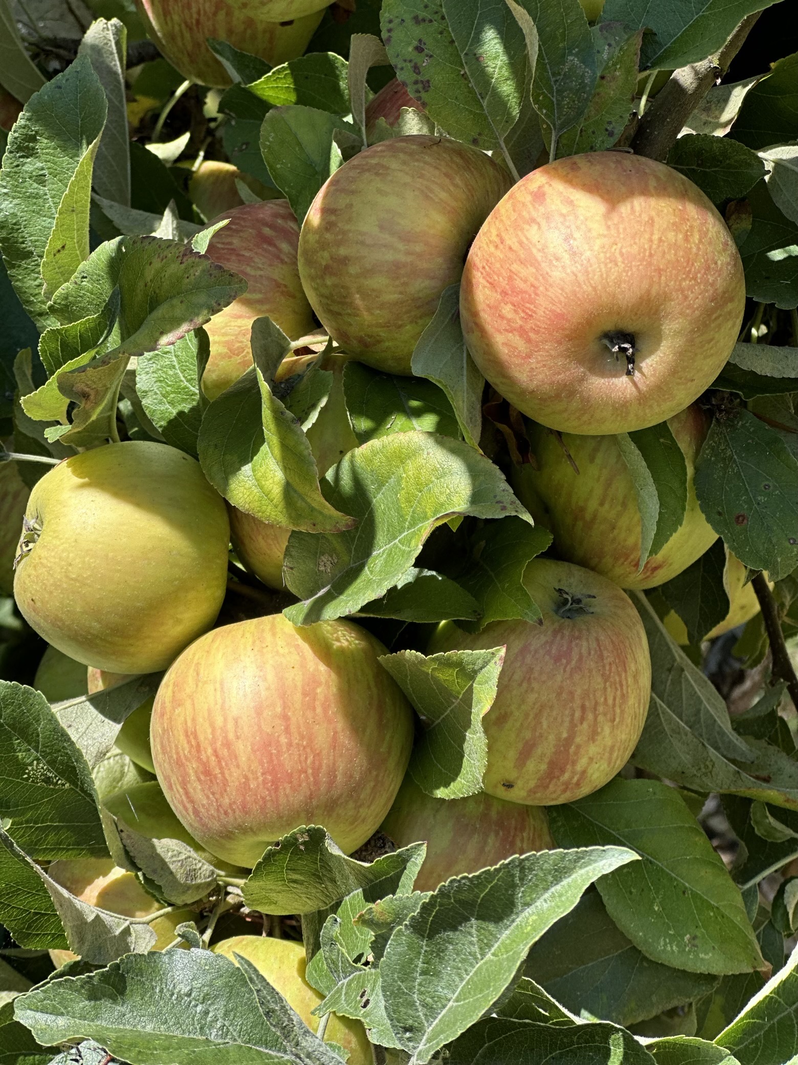 Close up of a bunch of apples on a apple tree.