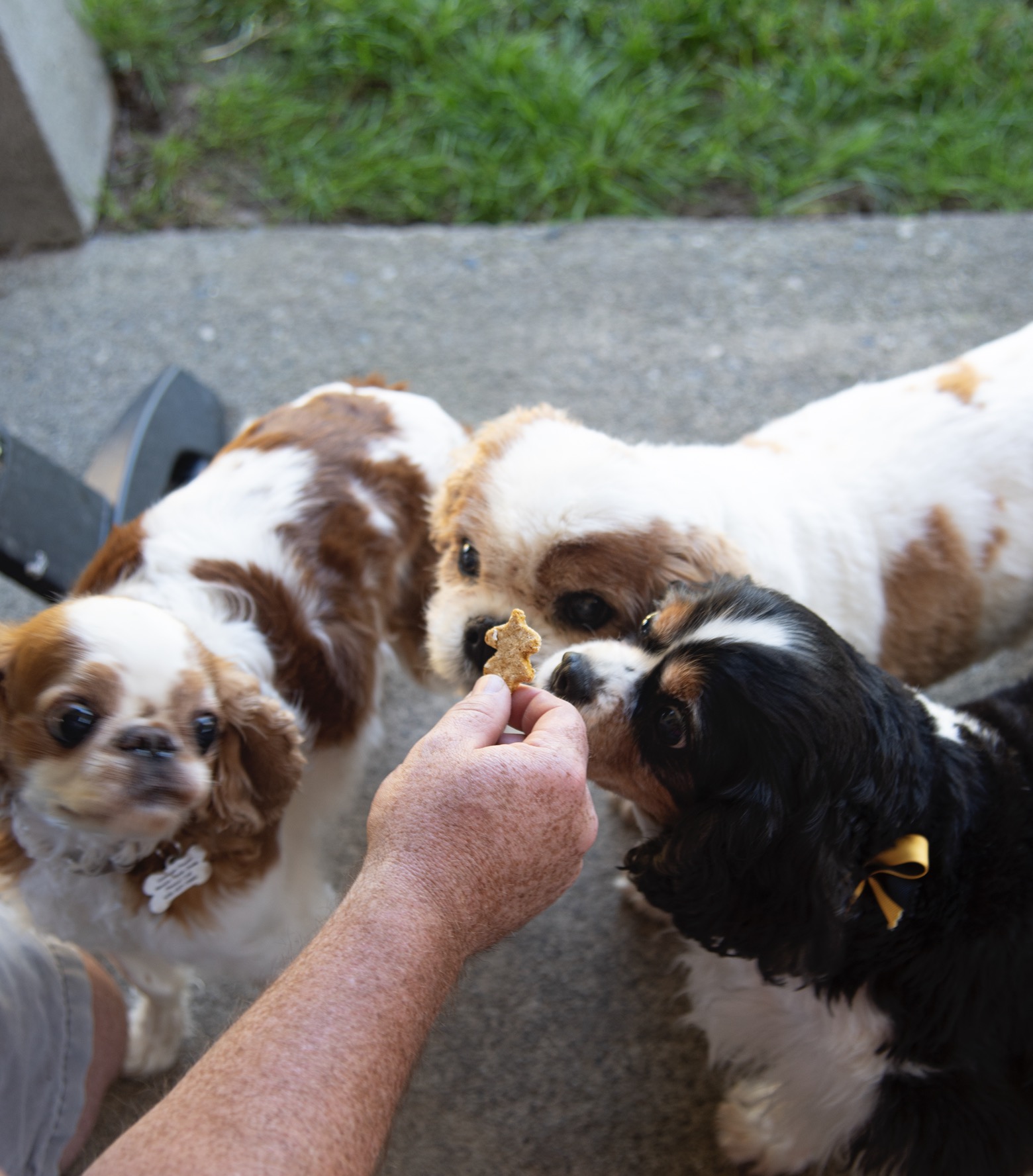 Three dogs going for a dog treat. 